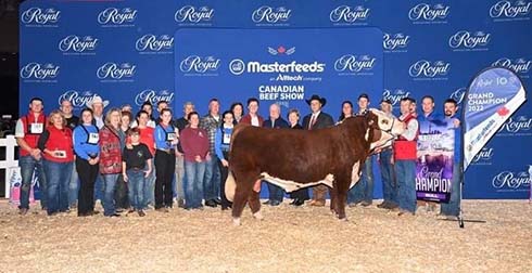 Grand Champion Bull at 100th Royal Agriculture Winter Fair, Toronto, ON Canada