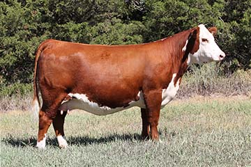 KJ BJ DPH F5 Gemstone 181H ET