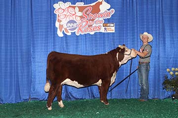 BNC Glenless 14Z Chantel 1D