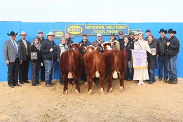 Reserve Grand Overall Pen of Bulls