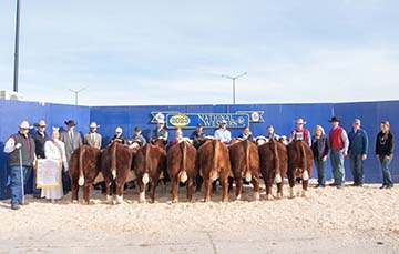 2023 National Western Stock Show Reserve Champion Carload Hereford Bulls