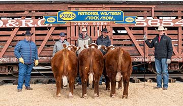 2025 NWSS Pen of 3 Bulls