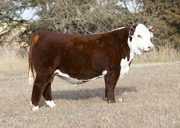 KJ GKB 354C Impact 249J ET