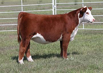 KJ 746D COCO Delight 268J ET