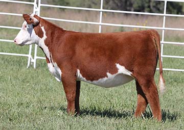 KJ 746D COCO Time 295J ET