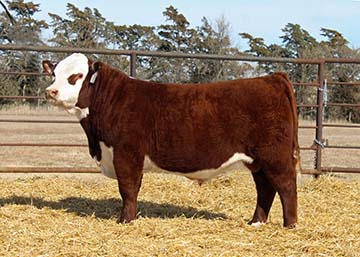 KJ 703 Venture 209J ET