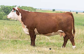 KJ BJ DWE 686Z SALSA 364C