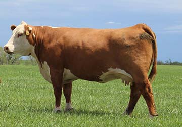 KJ 274S Roxy 482Y ET