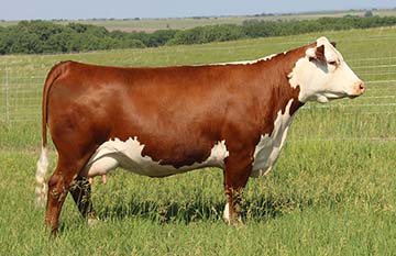 KJ BJ B009 Misty 592D