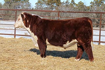 KJ 753D Tomahawk 605K ET