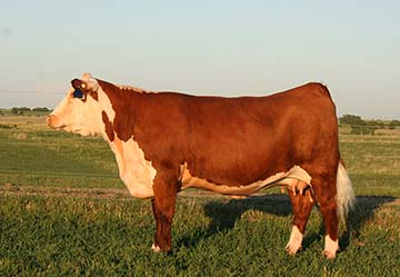 KJ 968R Zsa Zsa 686Z ET