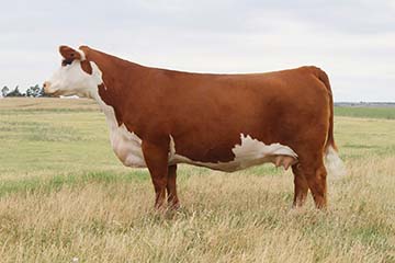 KJ BJ 339A Coco Creme 746D ET