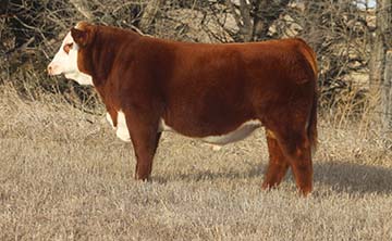 KJ 960E Western 843H