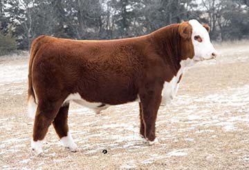 KJ 482Y Leader 873E ET