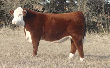 KJ BJ 176F Leader 935H ET