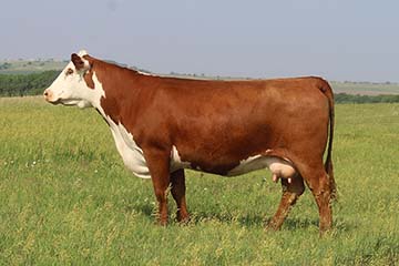 KJ BJ 340C Velvet 960E