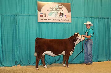 KJ BJ 976A Misty 976A