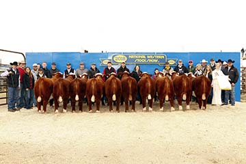 Reserve Grand Champion Carload of Bulls
