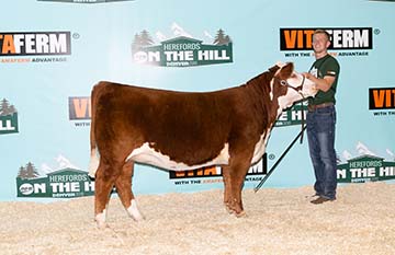 KJ 969A MISTY F31 ET