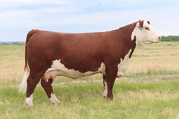 KJ B002 Misty Meghan F5 ET