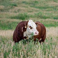 Leader - Check for our upcoming sales