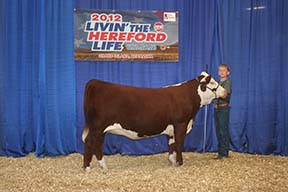 KJ 936P Renea 430Y ET